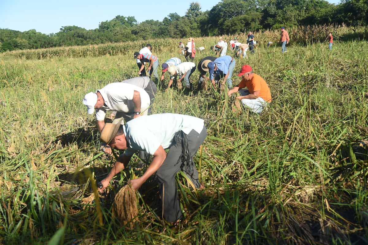 La corta de arroz, una tradición de nuestra campiña 