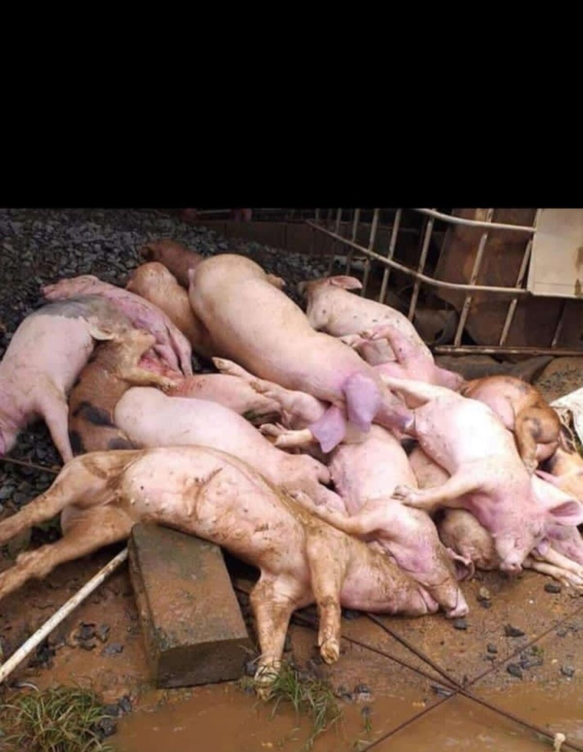 Atención. Vigilarán que no comercialicen carne de cerdos ahogados. Preparan fosa común