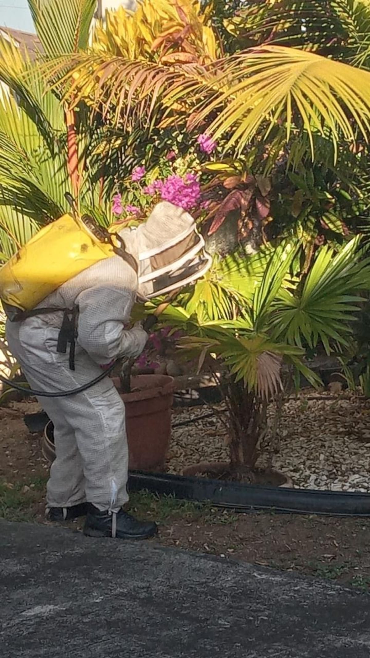 Cuidado con las abejas: Se registran más de 3,800 casos de ataques. Así puedes evitar ser atacado