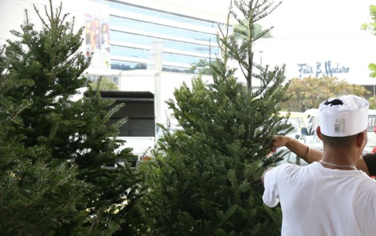 Detectan dónde están los arbolitos más baratos. Chequee