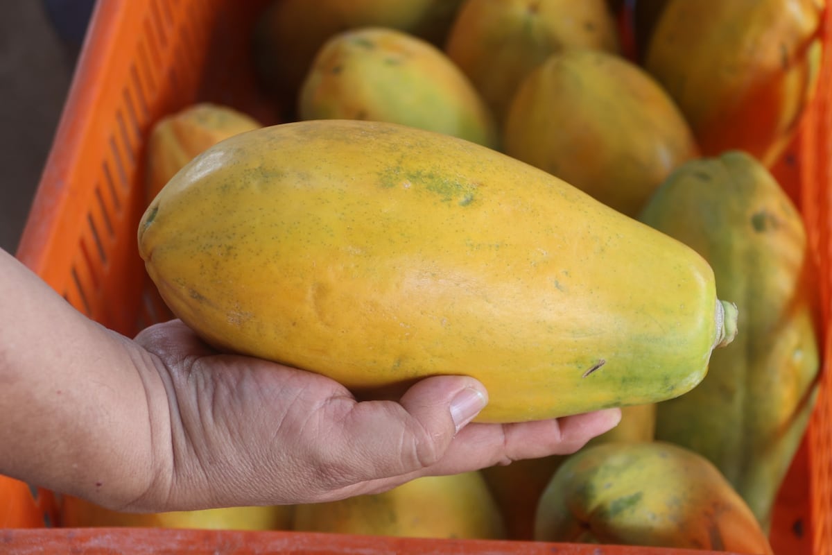 El agro panameño pisa el acelerador y crecen los certificados de exportación