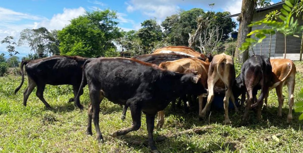 Inseminación artificial impulsa el hato lechero en Renacimiento