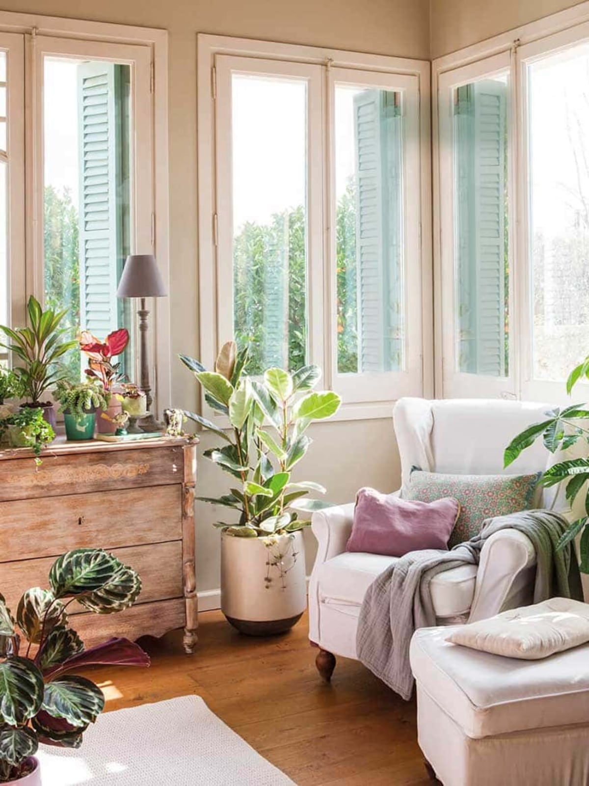 Más que decoración: por qué tener plantas en casa puede beneficiar tu bienestar