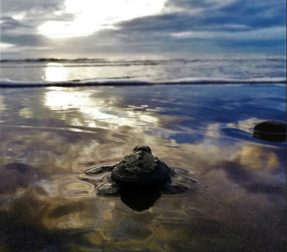 Panamá, santuario natural y refugio clave para la conservación de las tortugas marinas