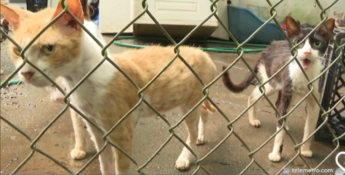 La casa del terror de los gatos. 150 animales rescatados en condiciones horribles 