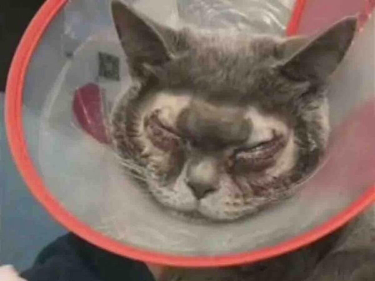 Mujer realiza cirugía plástica a su gato porque 'tenía ojos feos'