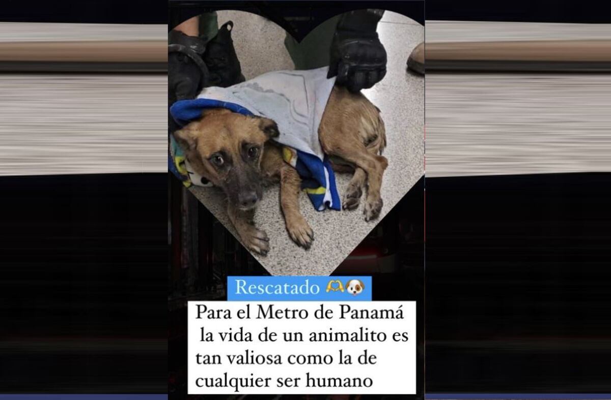 Rescatan al perrito que paralizó el Metro entre Albrook y Santo Tomás