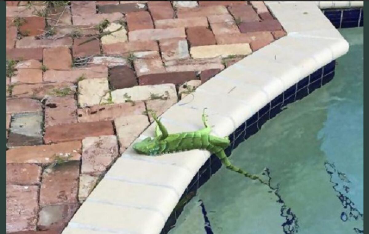 ¡POBRECITAS! El frío en Florida es tan violento que congeló a las iguanas