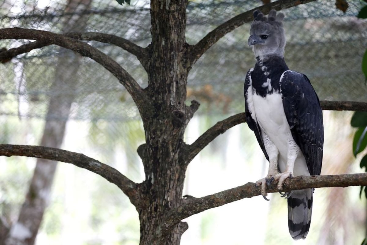¿Hurto perfecto?. Águila harpía a un año de no estar en el Parque Municipal Summit