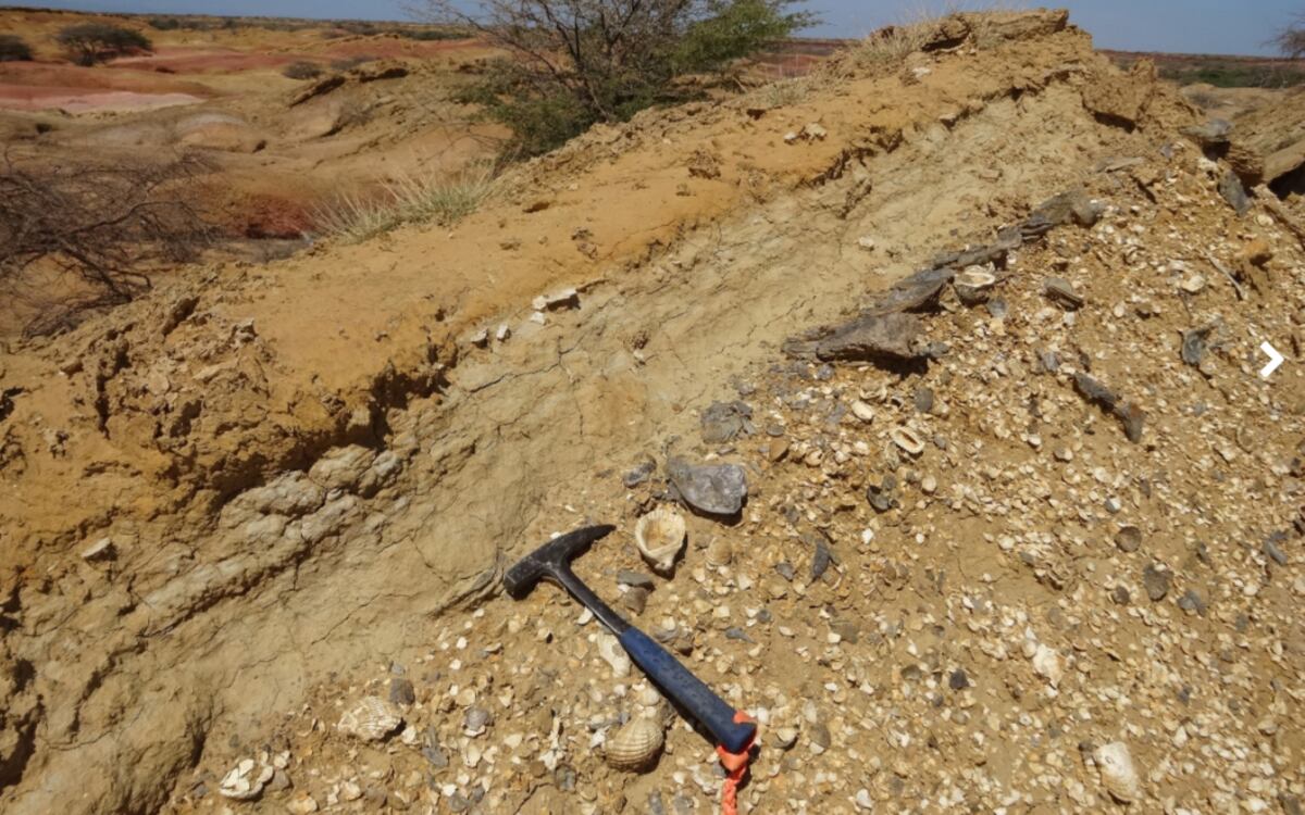 Descubren dos nuevas especies de bagre más antiguas que el istmo de Panamá