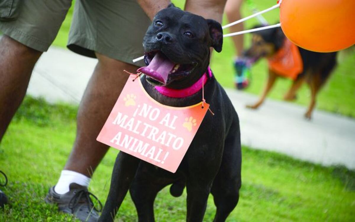 3 AÑOS DE CÁRCEL. Para los que maltraten a los animalitos 