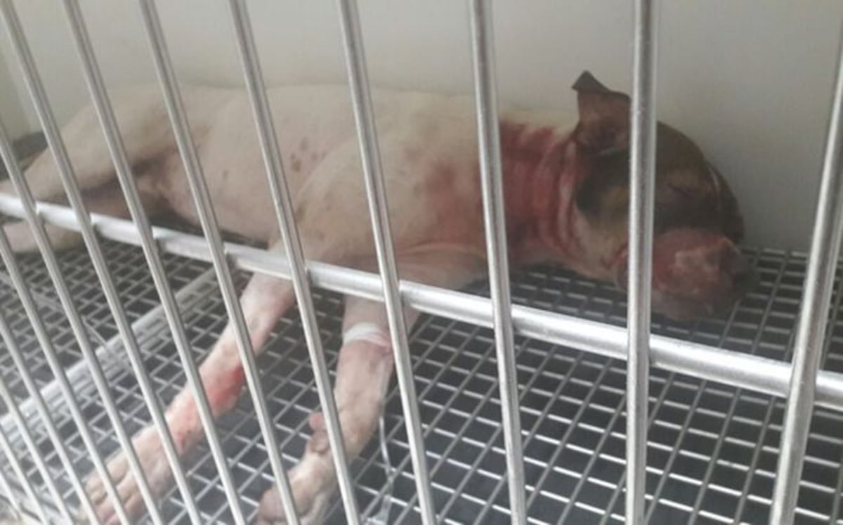 Policía le metió un tiro a un perro en Colón 