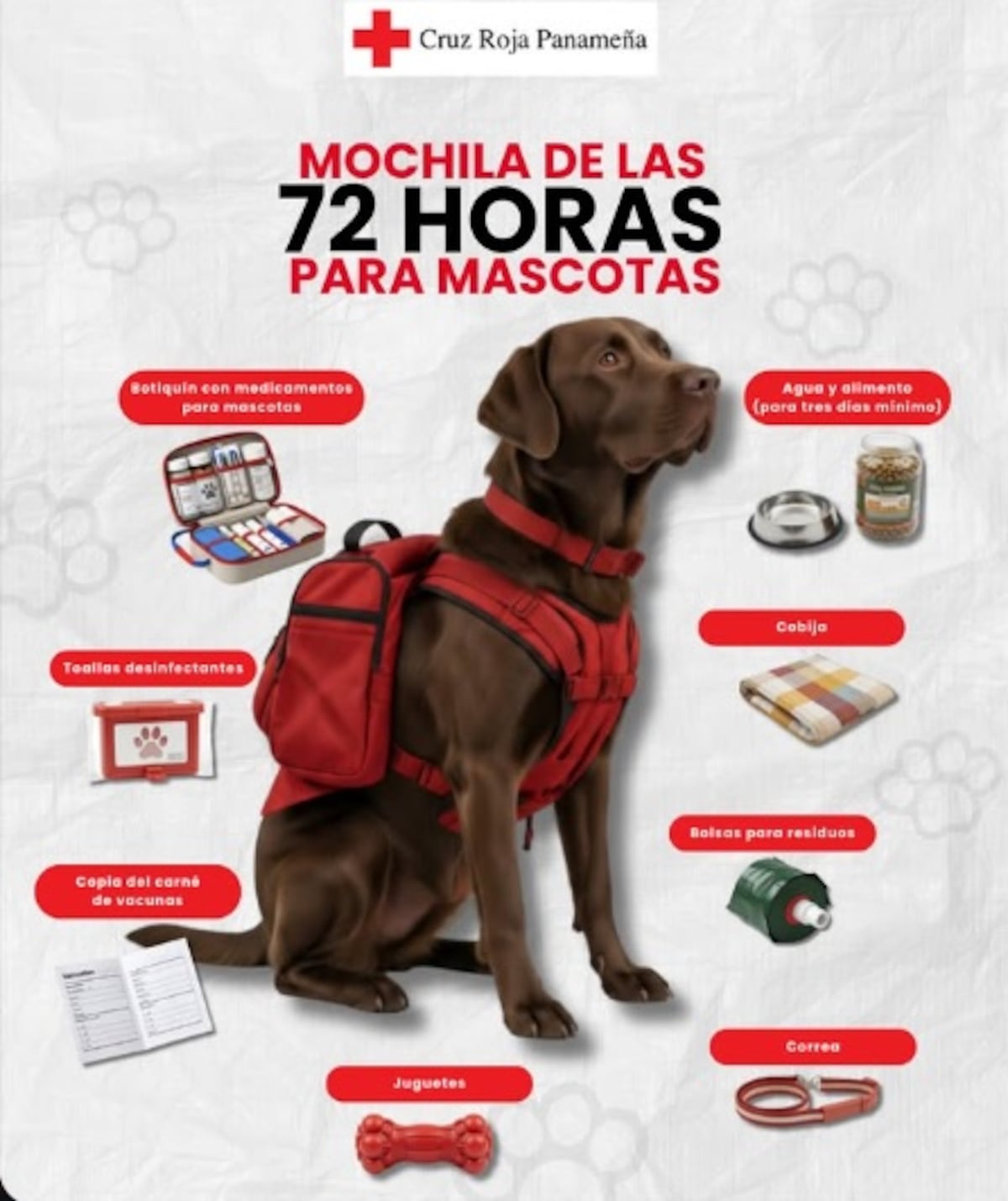 ¡Que no se te quede el firulais! Prepara la mochila de 72 horas para tu mascota tras los recientes sismos