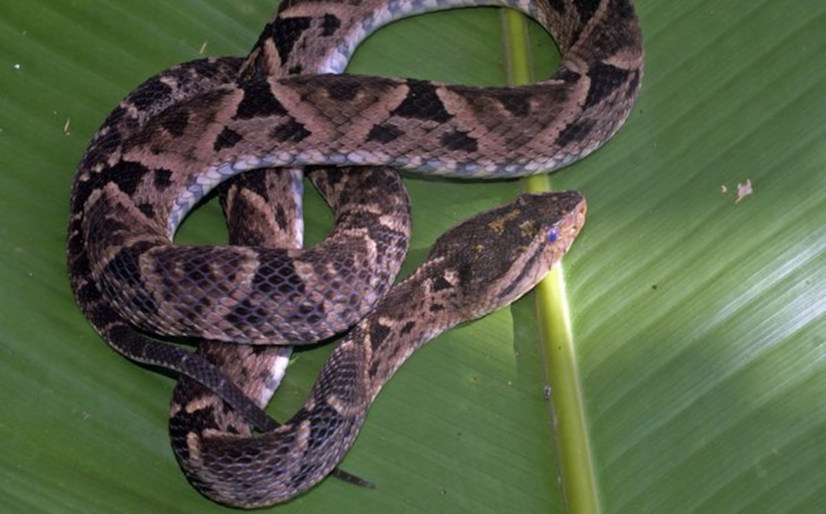 Víbora muerde a mujer y la mata en Colón  