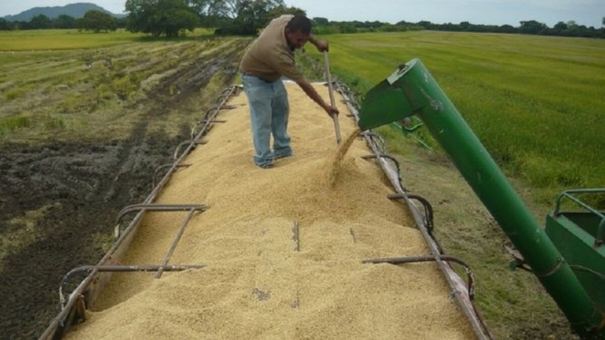 Productores de arroz piden al Mida sacar el grano de la lista de control de precio 