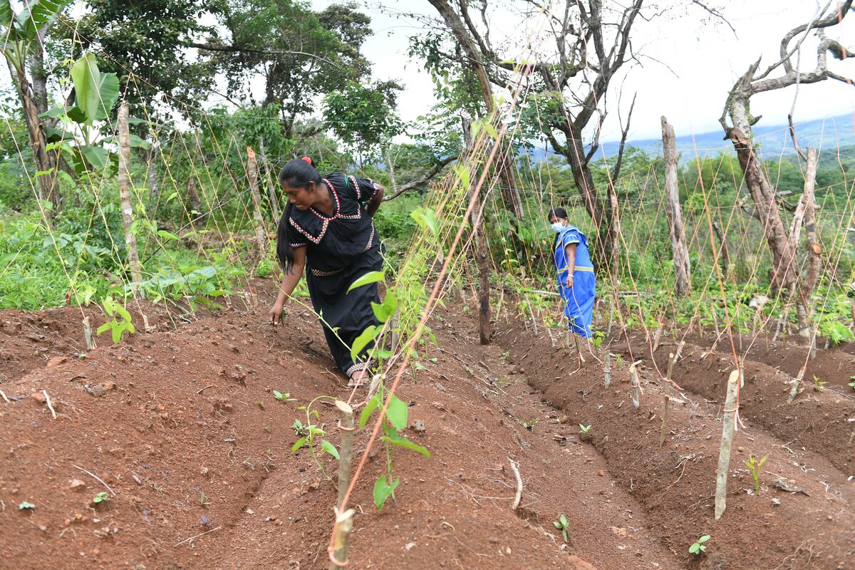 Mujeres laboriosas. En la comarca Ngäbe Buglé  cosechan varios rubros