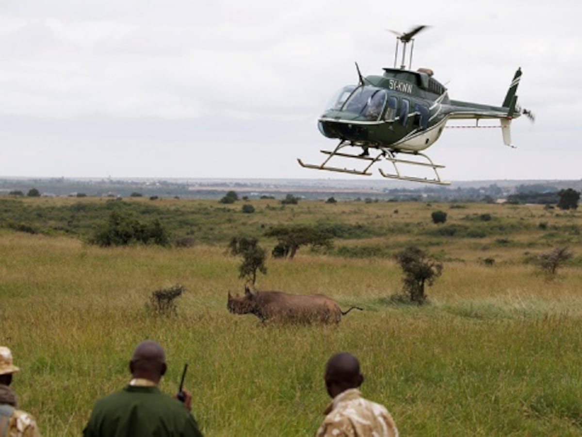 Muere el último rinoceronte negro al ser trasladado