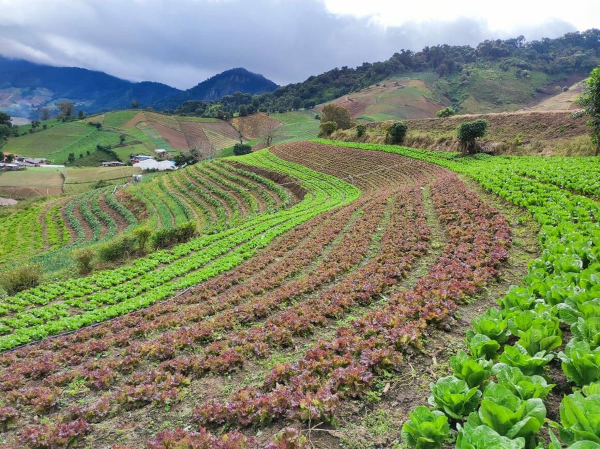 Productores de Tierras Altas preocupados por nuevo plan de manejo del Parque Nacional Volcán Barú