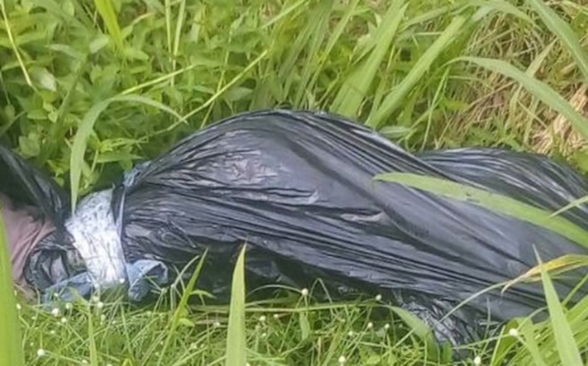 Decapitan a hombre y lo envuelven en cartucho; lo tiran en herbazal en Colón    