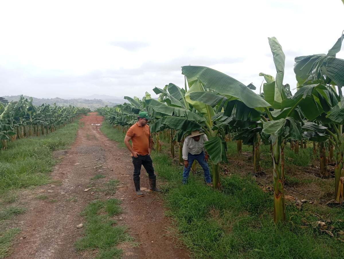 MIDA ayuda a fincas de plátanos en La Chorrera con tips para vender mejor y cuidar la tierra