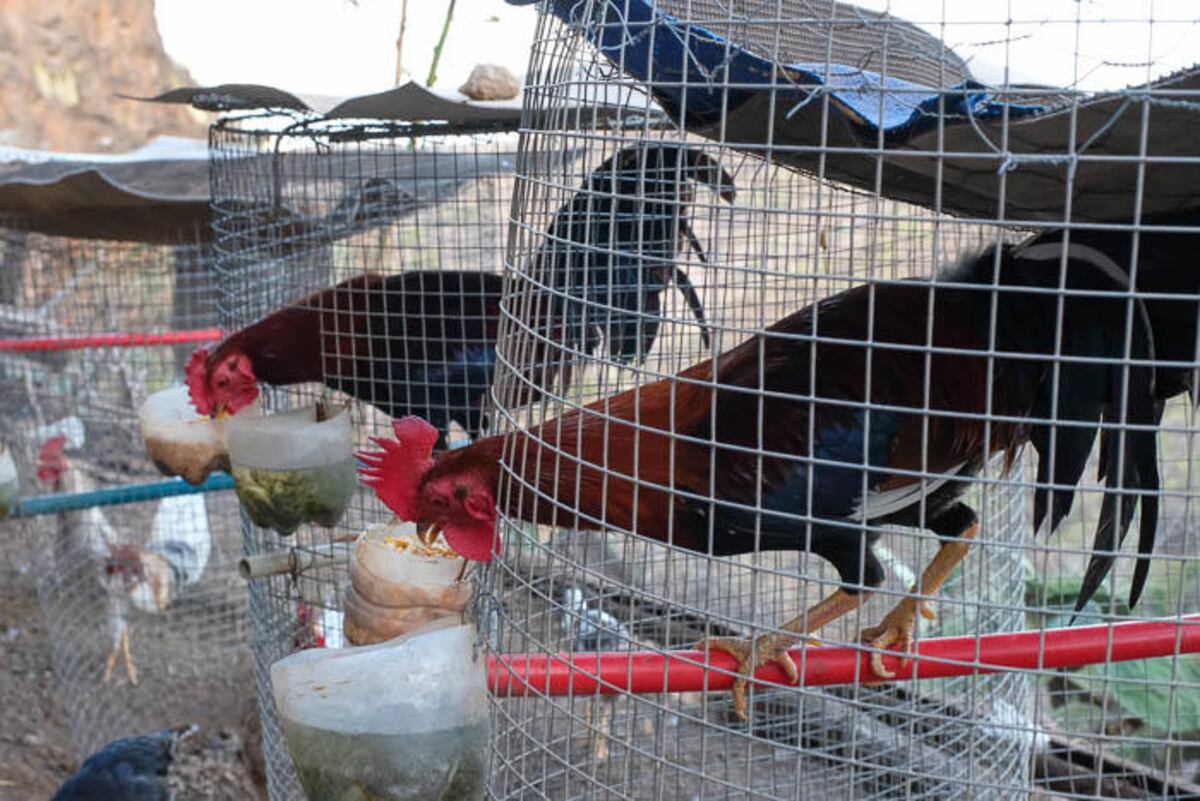 ¡AJOOO! Retienen a 31 aves por no portar los papeles de ingreso al país