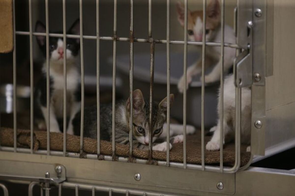 Este jueves 4 de octubre se celebra el 'Día Mundial de los animales'