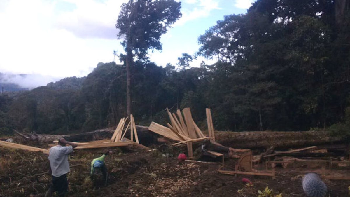 La silenciosa pérdida de bosques que obliga a Panamá a reaccionar