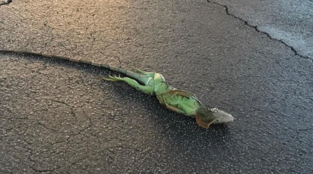 ¡POBRECITAS! El frío en Florida es tan violento que congeló a las iguanas
