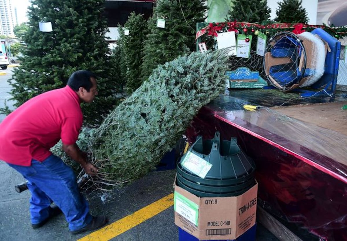 LLEGARON LOS ARBOLITOS. Los precion van de acuerdo con el tamaño y frondosidad