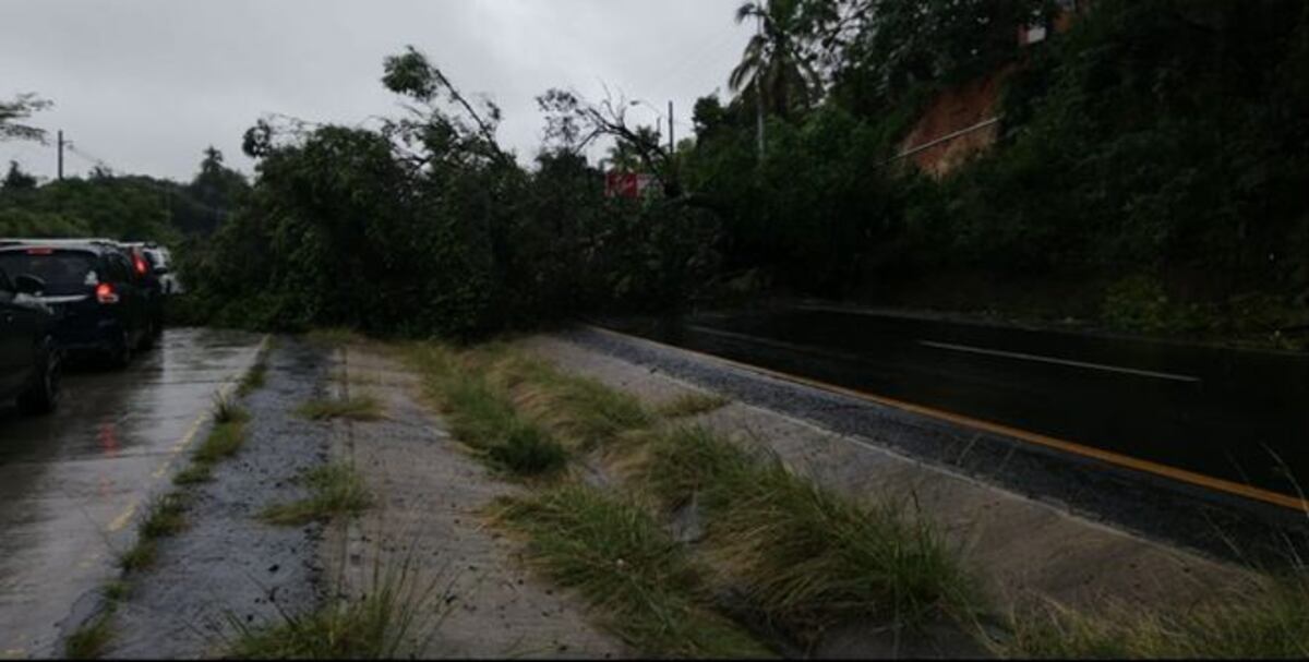 Árbol de gran tamaño colapsa en la vía Interamericana. El tranque fue descomunal