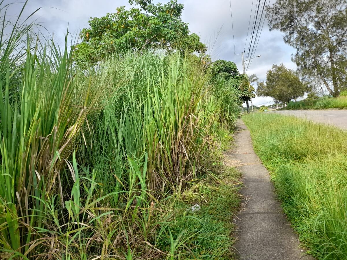 Residentes en Arraiján piden a las autoridades que corten la maleza que invadió la acera