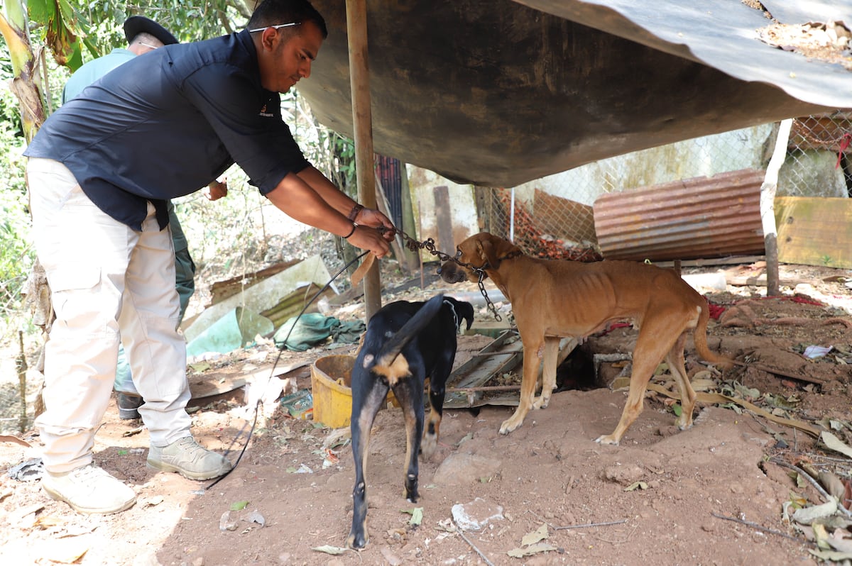 Bienestar Animal encontró a cuatro perros atados con cadenas y enfermos en Alcalde Díaz