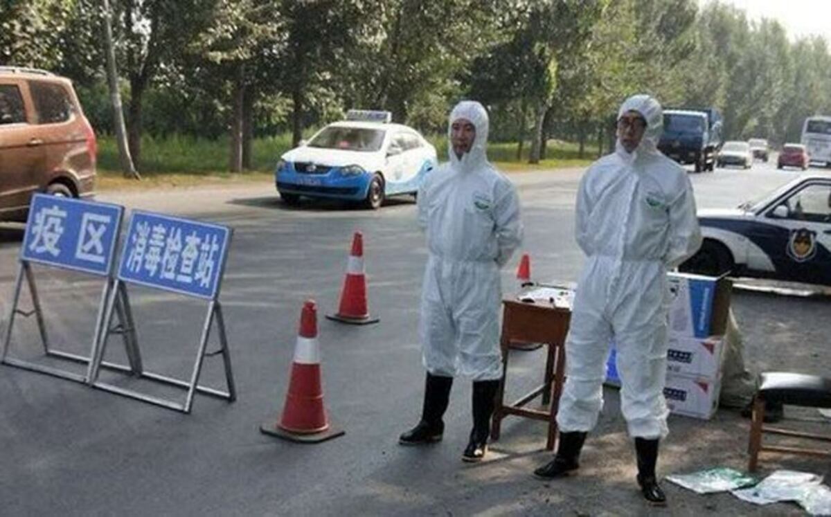 China confirma primer brote de peste porcina africana en su historia