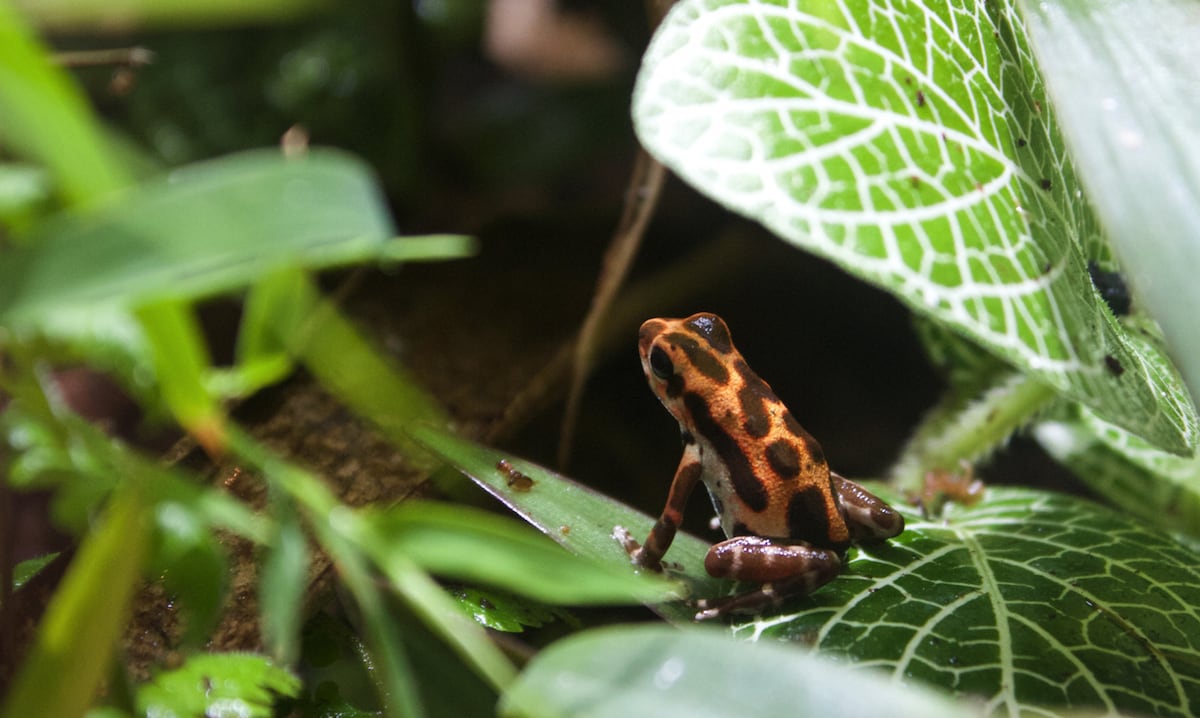 Conservación de anfibios produce resultados