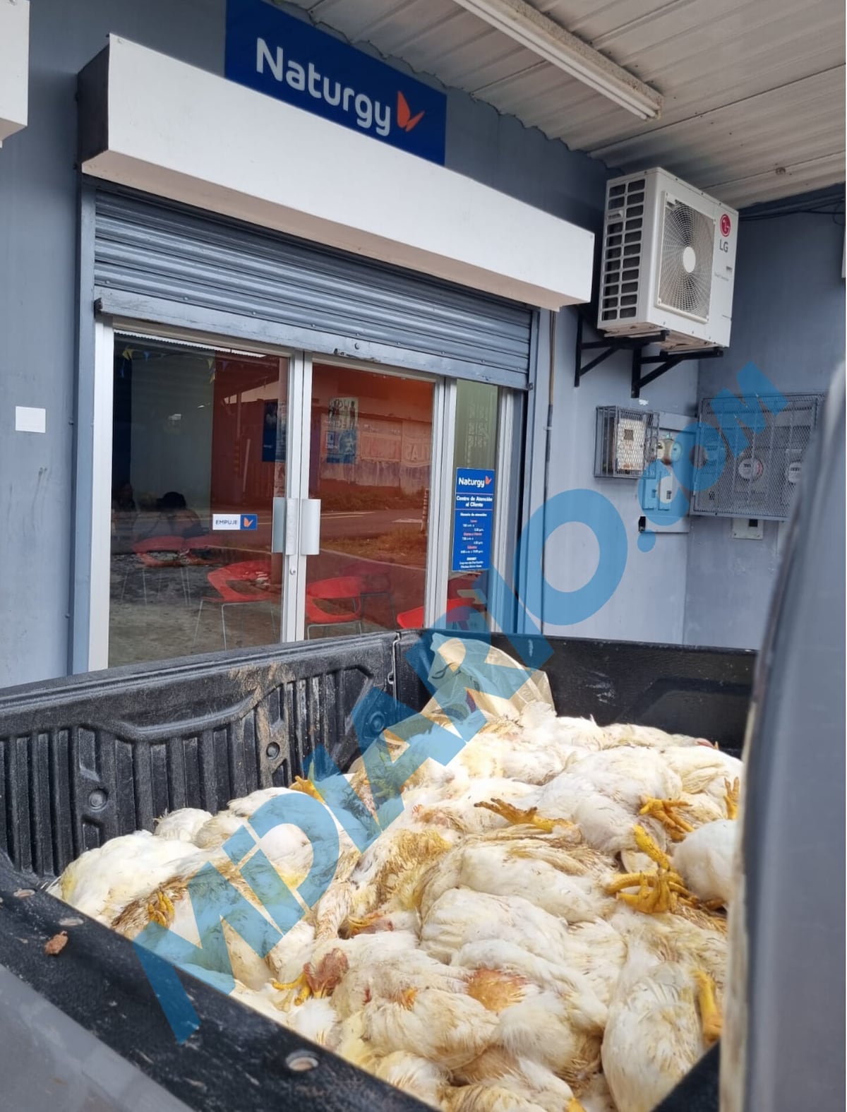 Falla de fluido eléctrico en La Pita de Capira acaba con más de 400 pollos