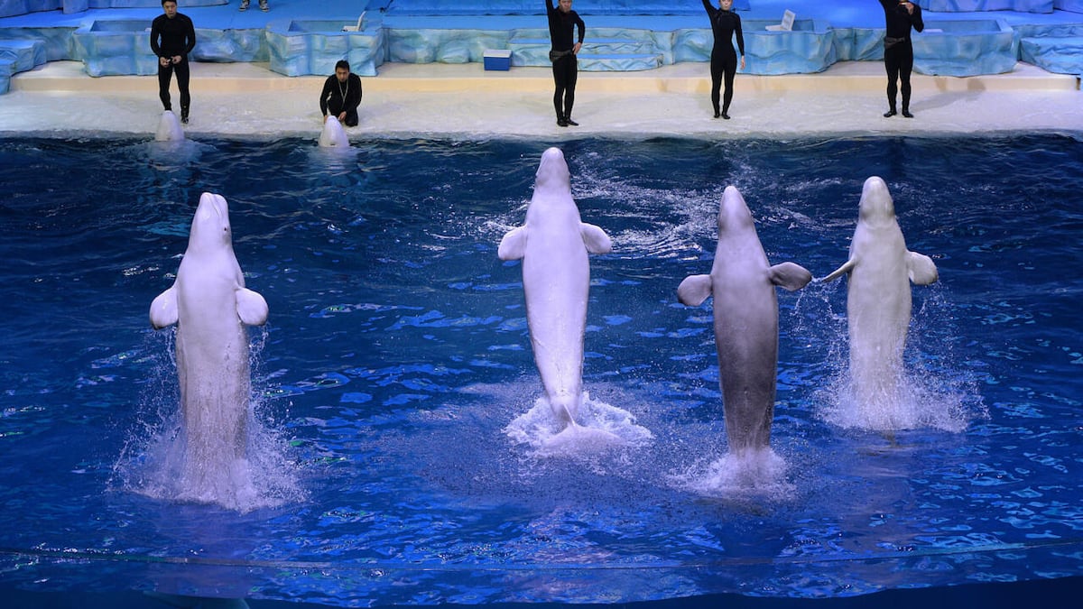 Parque Marineland podría sacrificar a sus 30 belugas tras veto del Gobierno canadiense
