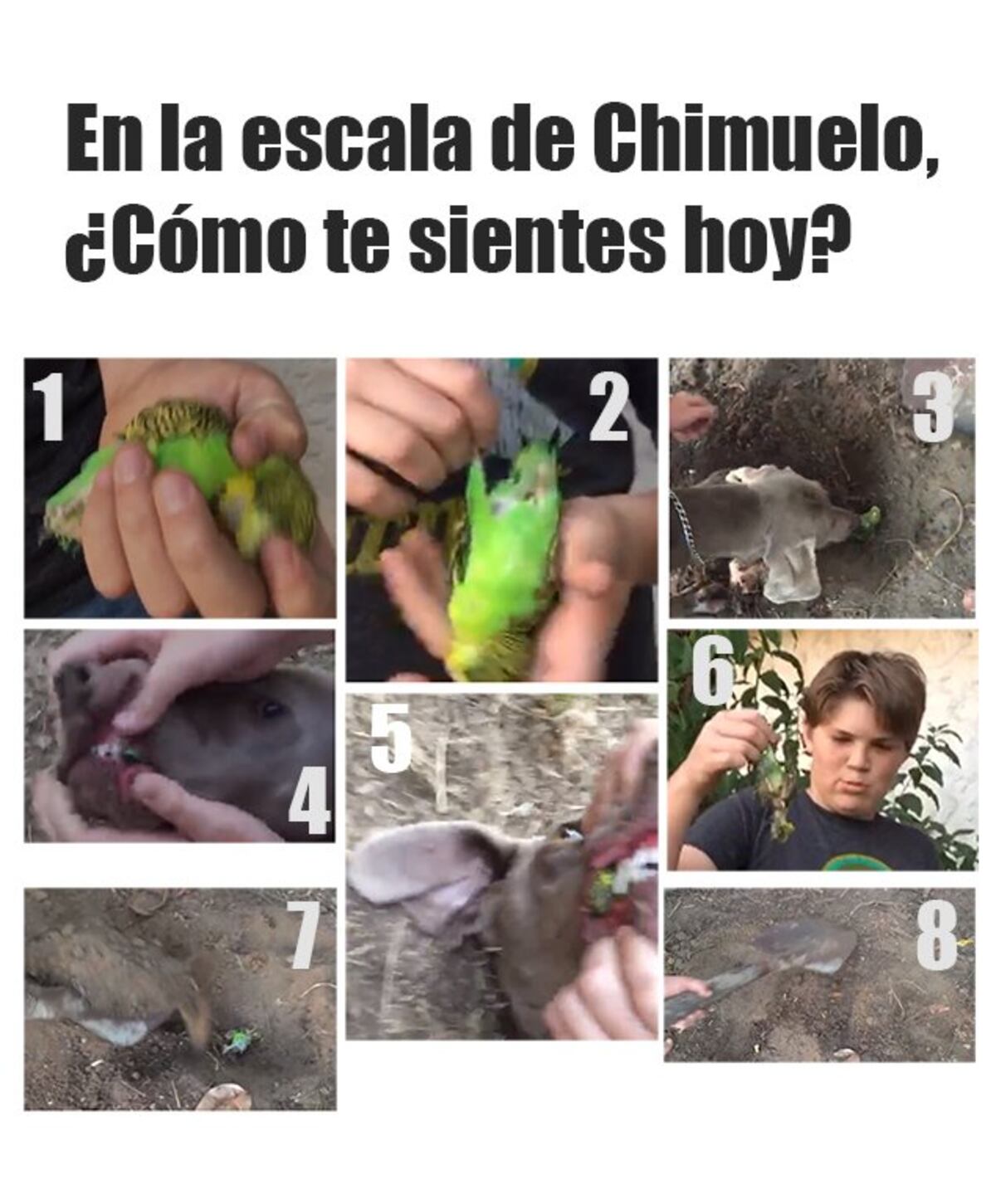 Chimuelo es el video viral que ha provocado la respuesta hasta de Netflix
