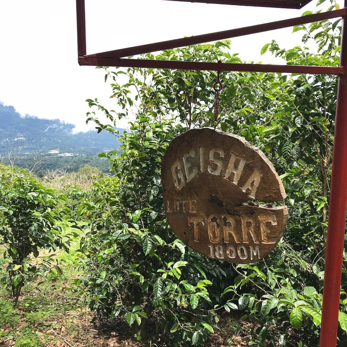 Café panameño bate récord en venta y se coloca como el mejor del mundo