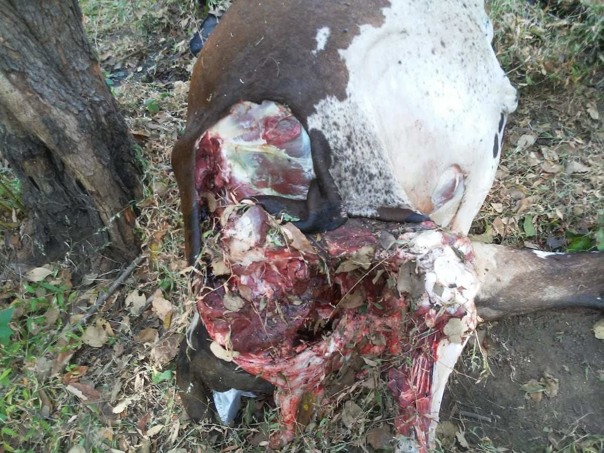 Cuatreros desatados en el Panamá Oeste. Ganaderos solicitan que tomen carta en el asunto