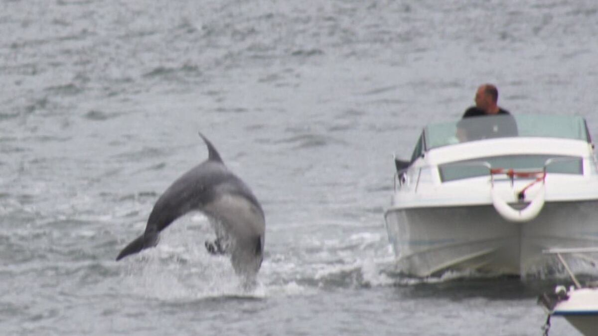 Zafar es un delfín solitario que ataca sexualmente a los bañistas en Francia