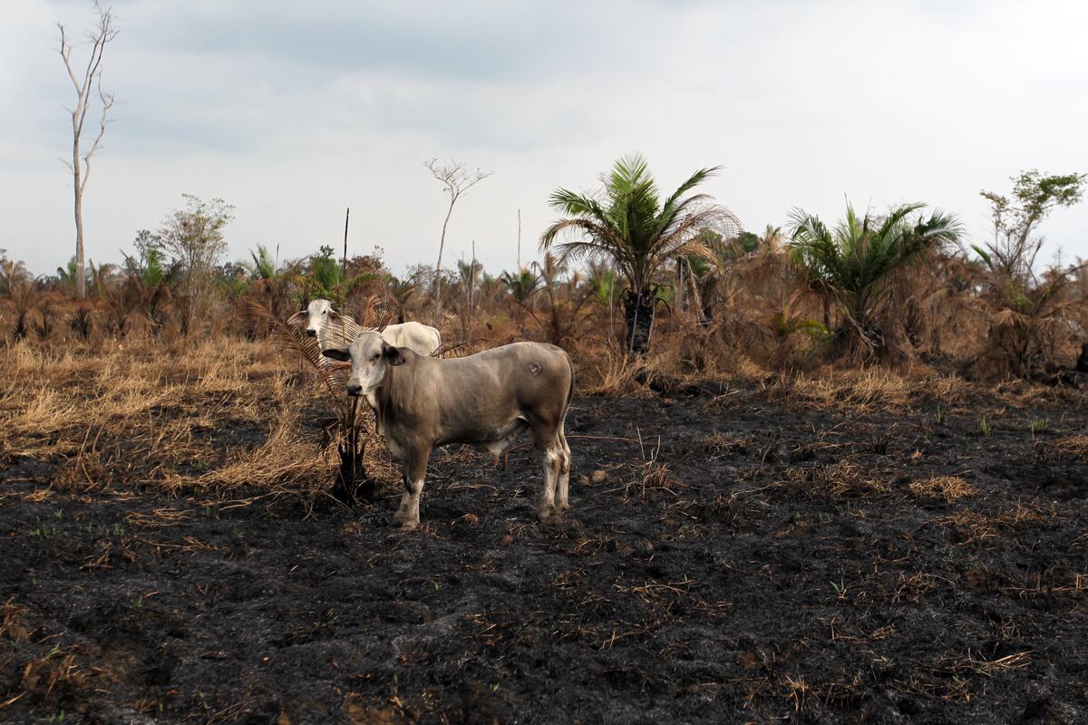 Se han perdido casi 21 mil hectáreas de bosques en Darién
