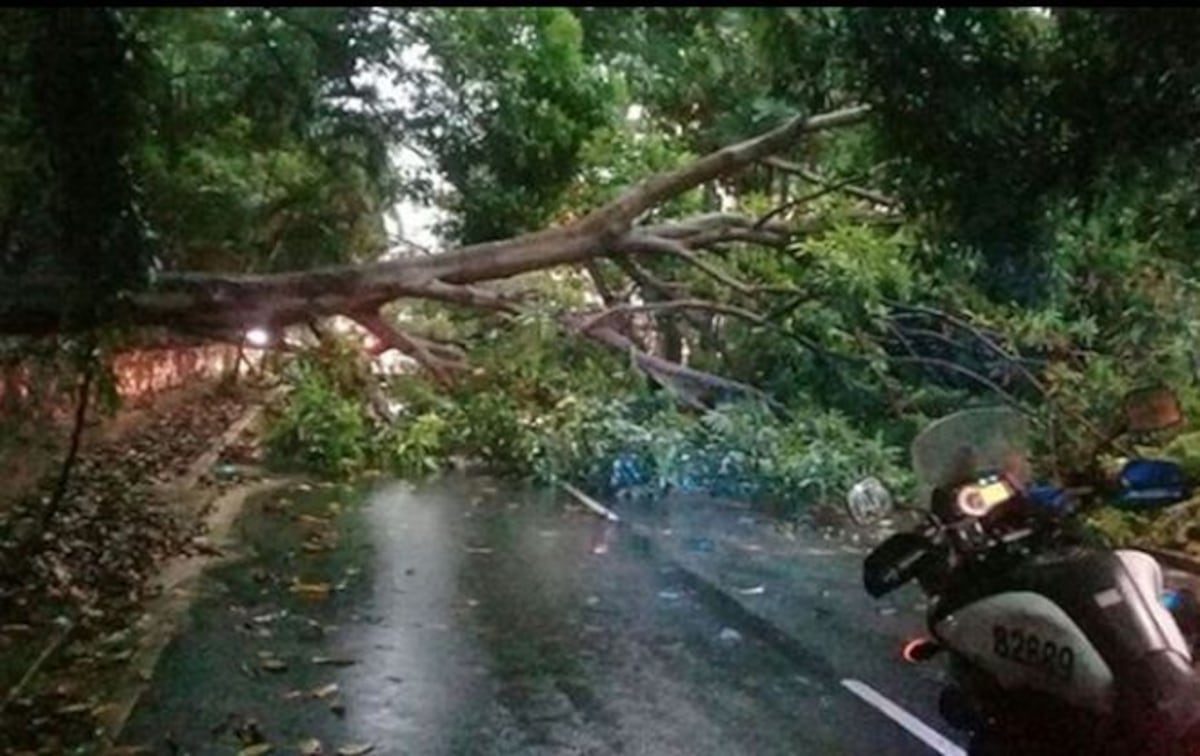Árboles se desploman tras fuertes lluvias de este martes 