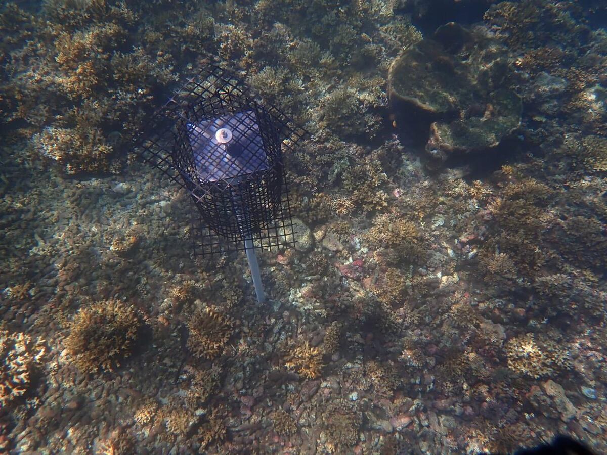 Coiba lidera encuentro clave contra especies invasoras en el Pacífico