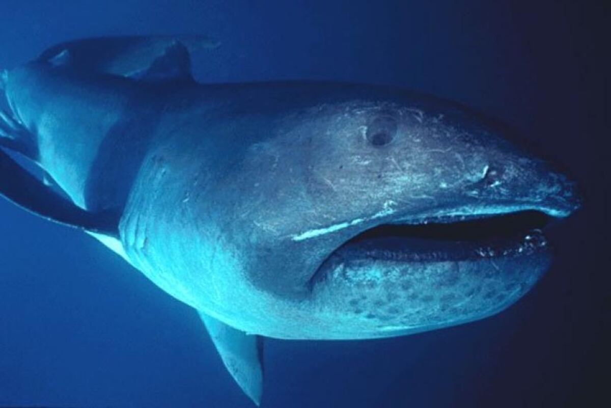 Hallazgo de inmenso tiburón preocupa a habitantes filipinos y temen tsunami