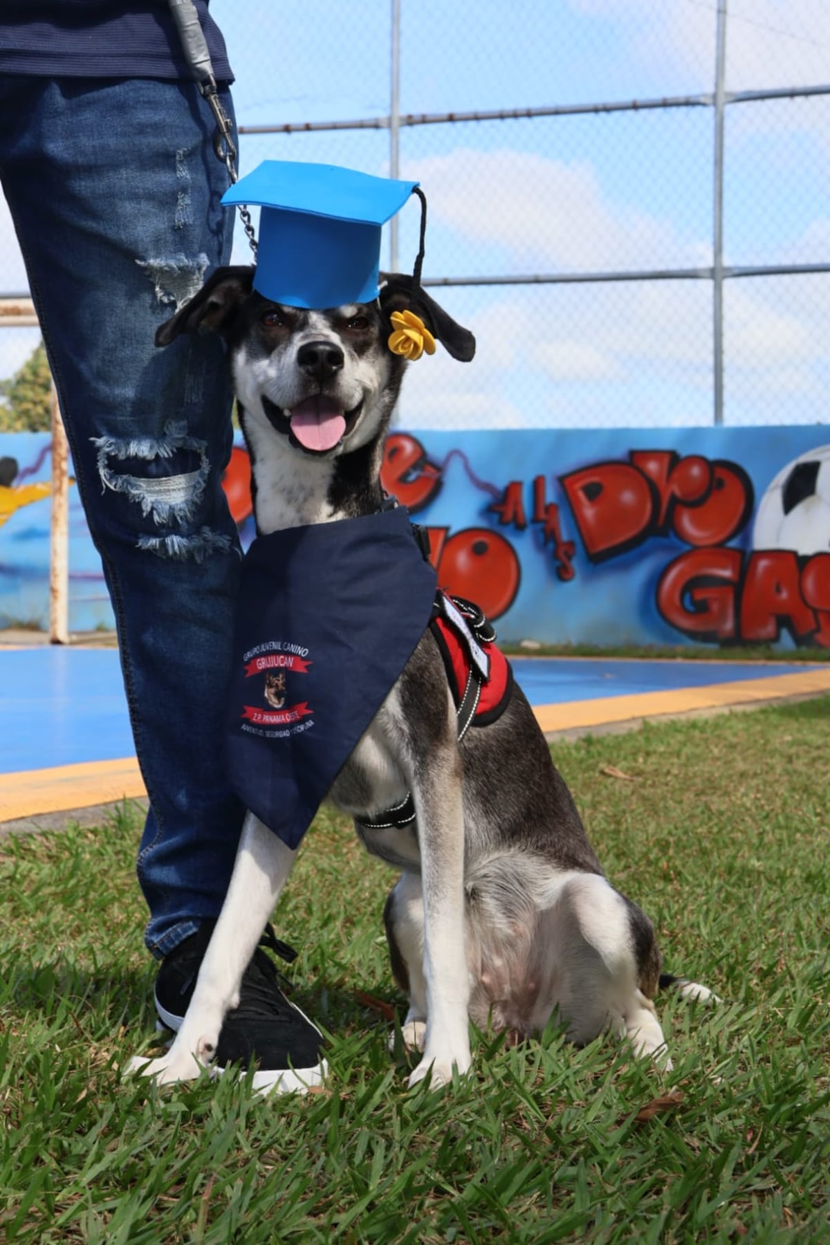 Perritos se gradúan para patrullar en La Chorrera