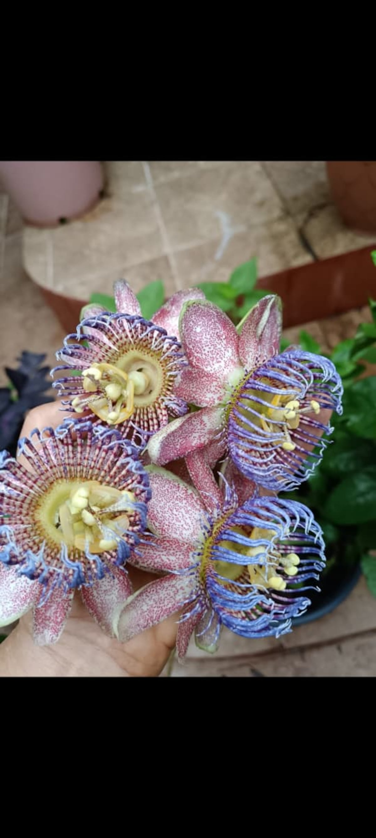 Festival de la Flor del Guate defiende su historia