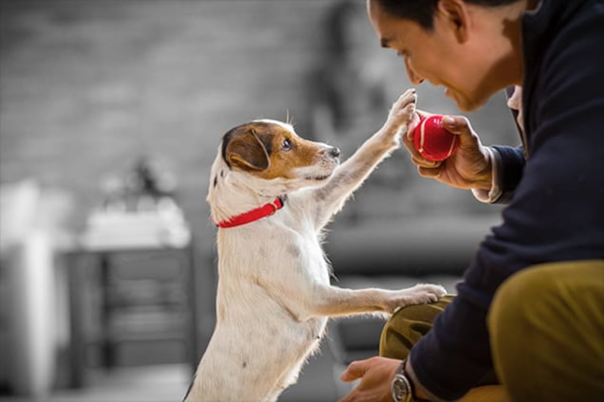 Depresión y ansiedad de las mascotas durante la emergencia sanitaria 