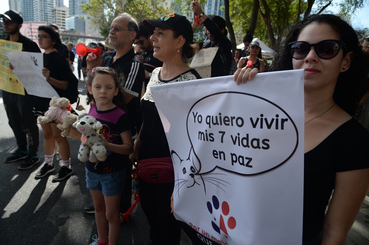 En pleno domingo se lanzan a la calle contra el maltrato animal. Video 