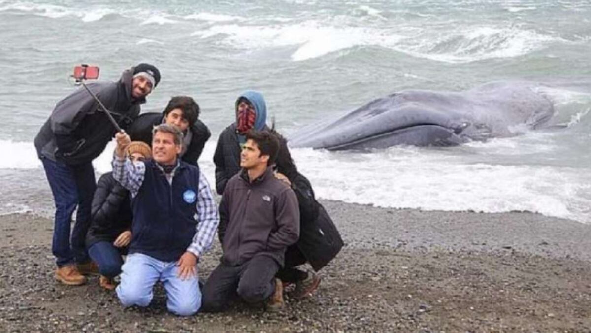 ¡INDIGNANTE! En Chile se sientan y con un cuchillo escriben sobre ballena varada