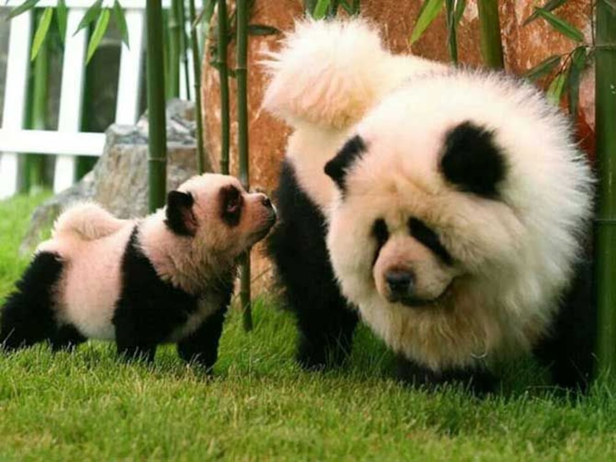 ¡Insólito! En China hacen pasar a perros ‘chow chow’ por pandas en un zoológico